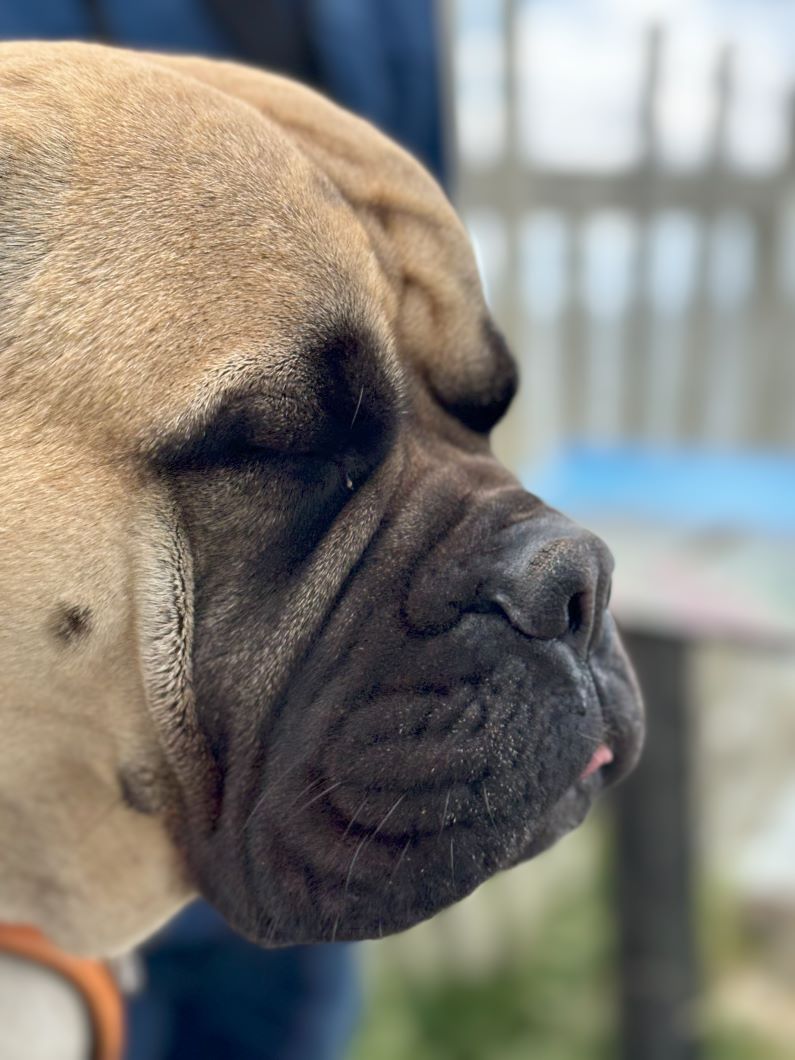 bullmastiff-nyder-solen