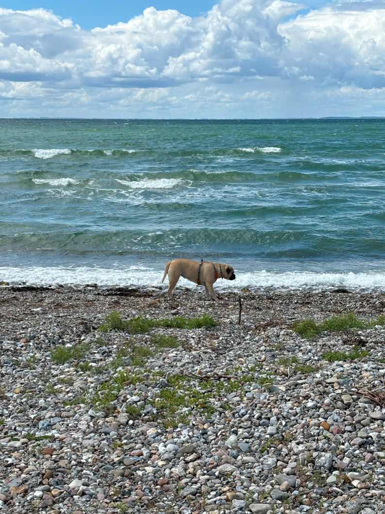 bullmastiff-spiser-tang-slipshavn